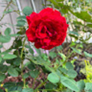 Meet your Posher, Gwen